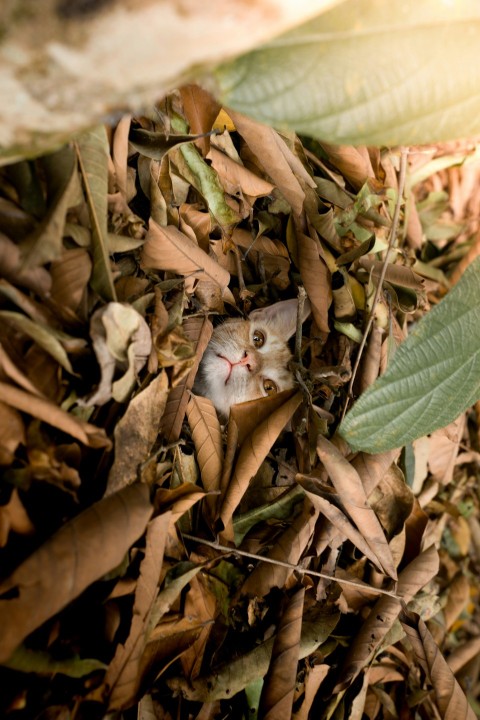 a small kitten hiding in a pile of leaves