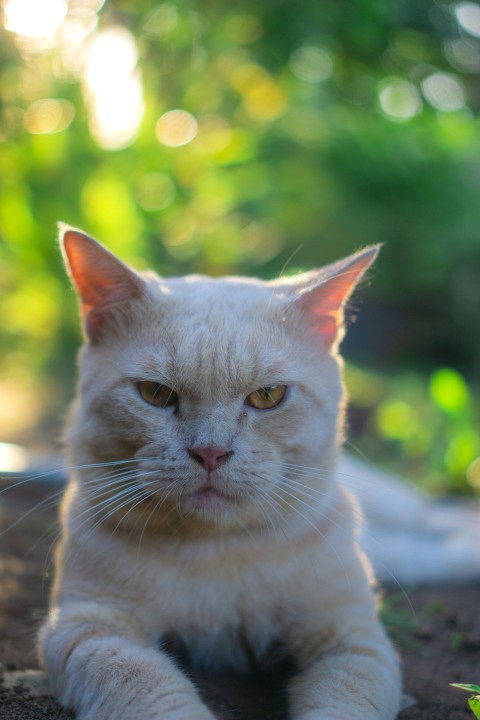 a close up of a cat laying on the ground