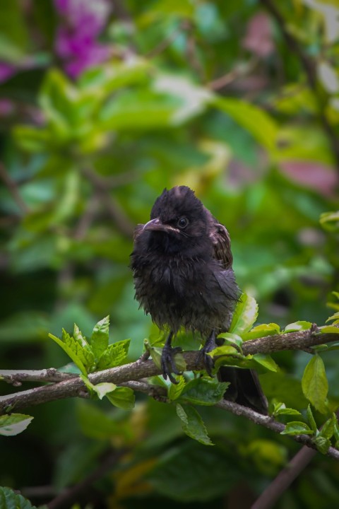 a small black bird sitting on a tree branch