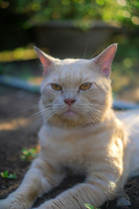 a white cat laying down on the ground  gF