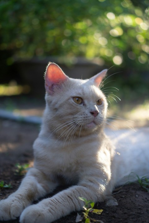 a white cat laying down on the ground