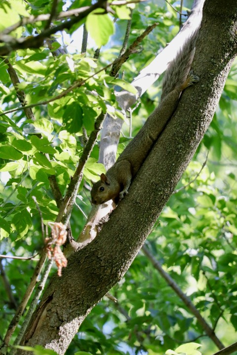 a squirrel is climbing up a tree branch