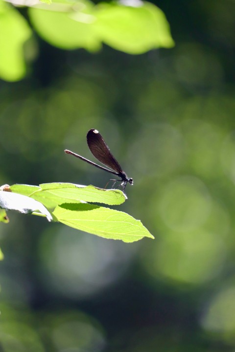 a black and brown butterfly sitting on top of a green leaf