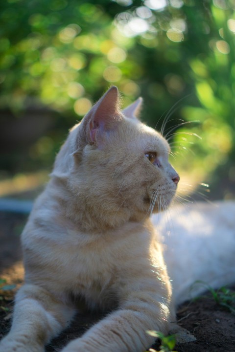 a white cat laying down on the ground