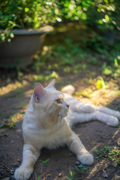 a white cat laying on top of a dirt field