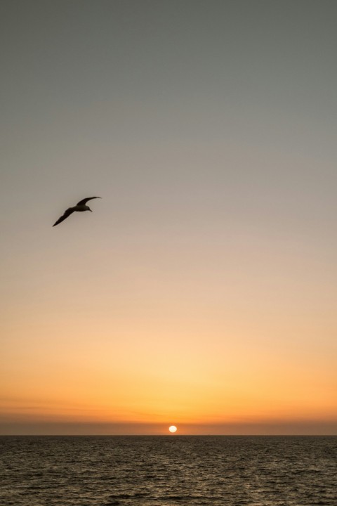 a bird flying over the ocean at sunset