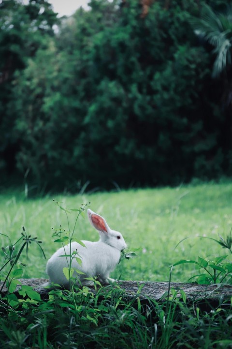 a white rabbit sitting on top of a lush green field