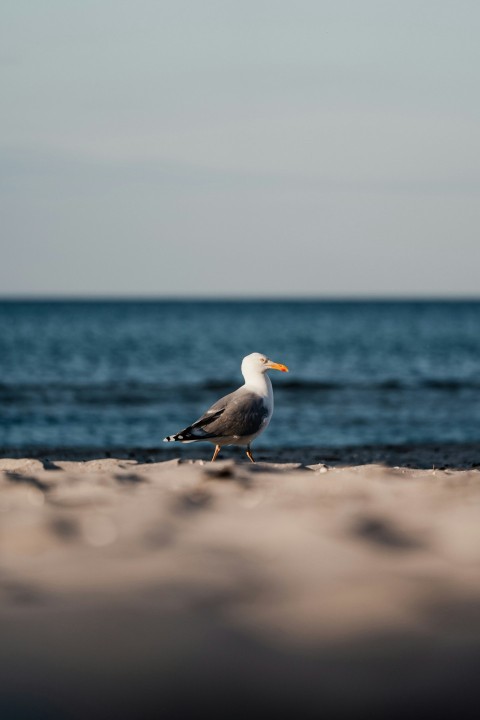 a seagull standing on a beach near the ocean