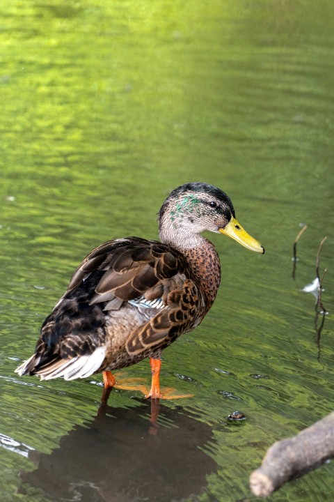 a duck standing in the water next to a log