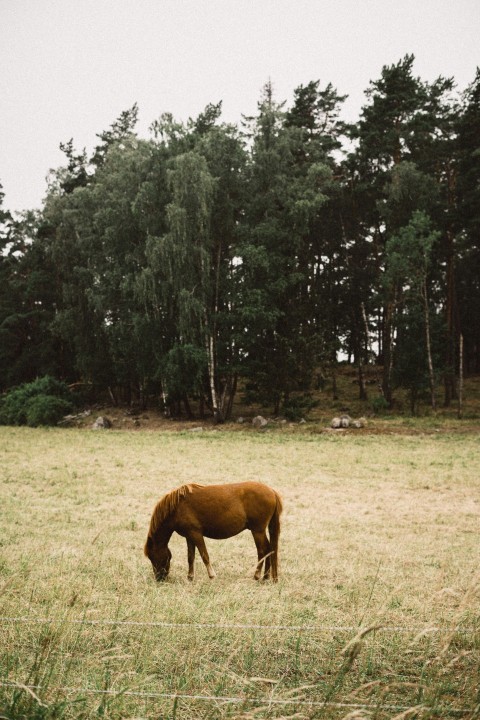 a horse grazing in a field with trees in the background