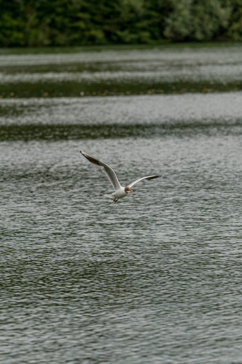 a seagull flying over a body of water