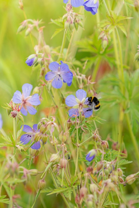 a blue flower with a bee on it