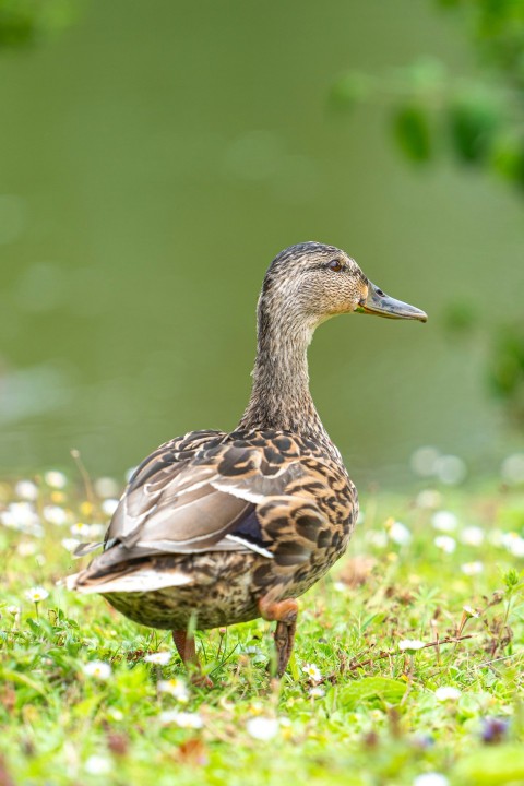 a duck standing in the grass next to a body of water