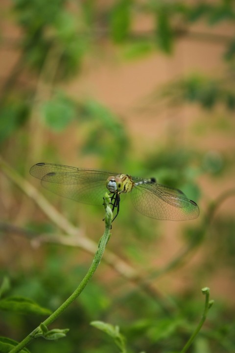 a dragon flys over a plant in a field