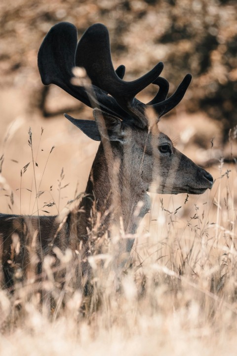 a deer with antlers standing in tall grass