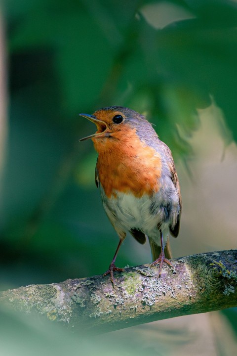 a small bird sitting on a tree branch