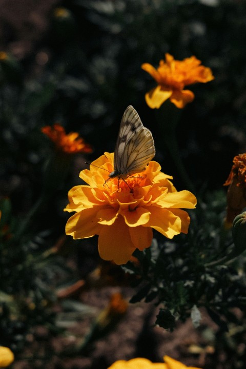 a butterfly is sitting on a yellow flower