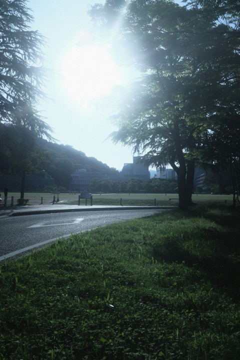 the sun shines brightly through the trees on the side of the road