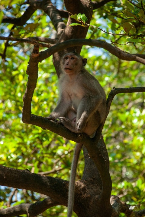 a monkey sitting on a tree branch in a forest