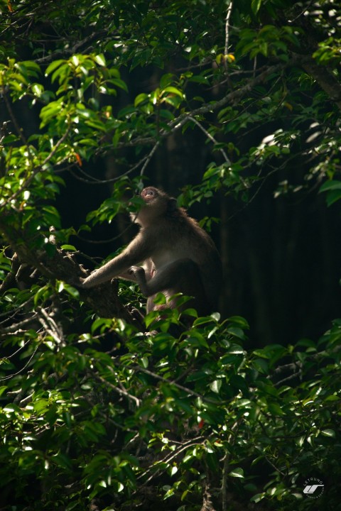 a monkey in the middle of a tree branch