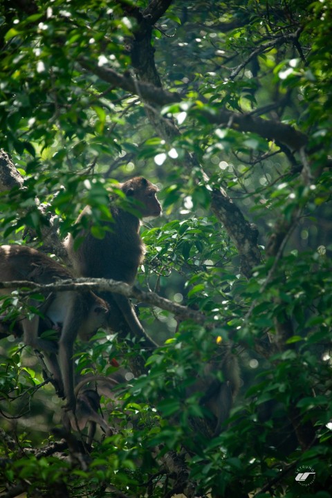 a monkey sitting on a tree branch in a forest