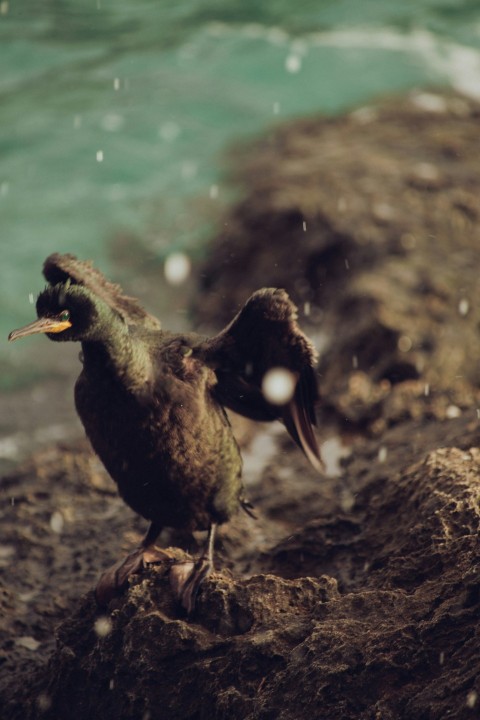 a couple of birds standing on top of a pile of dirt as6QK6