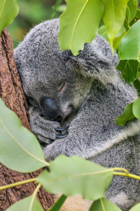 a koala sleeping in a tree with its head on a branch