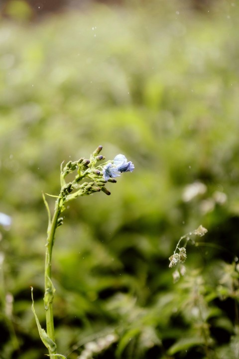 a small blue flower sitting on top of a lush green field