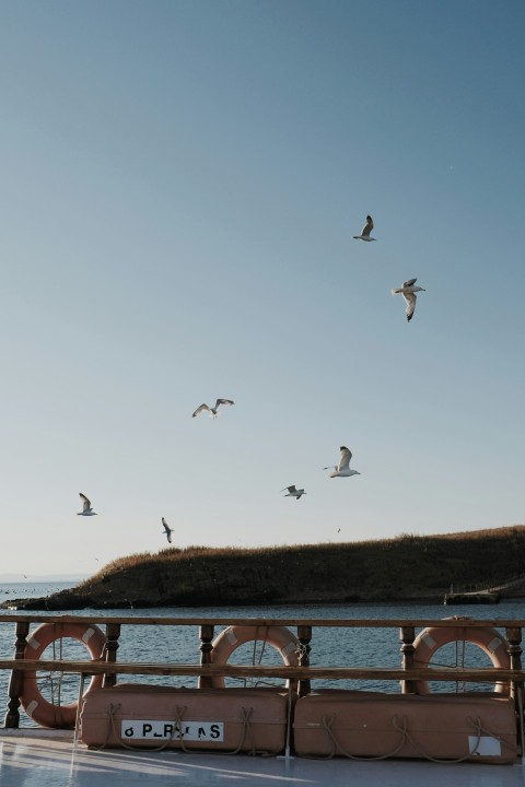 a flock of seagulls flying over the ocean