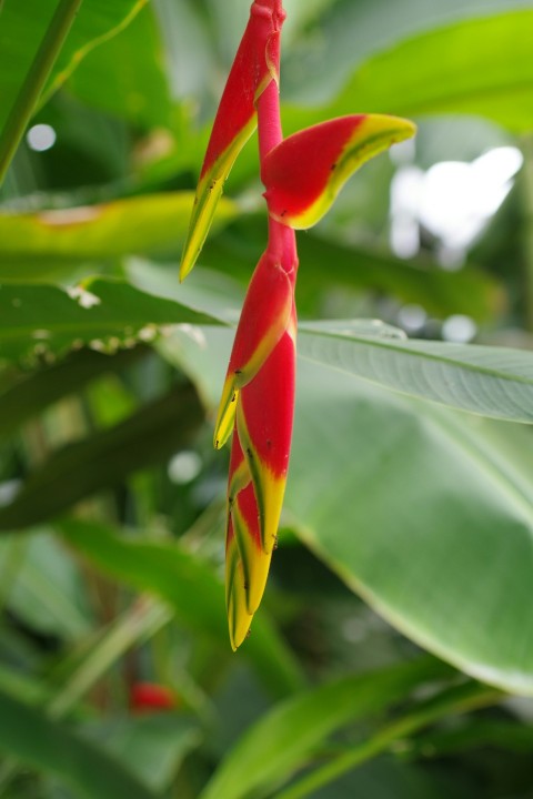 a red and yellow flower with green leaves in the background