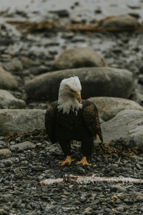 a bald eagle standing on a rocky beach