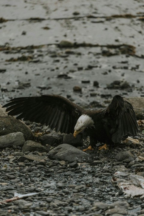 an eagle spreads its wings on a rocky beach