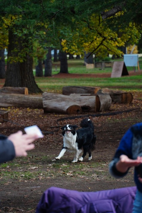 a woman holding a frisbee in front of a black and white dog