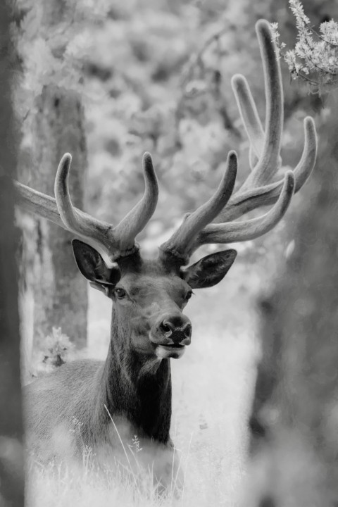 a black and white photo of a deer with antlers