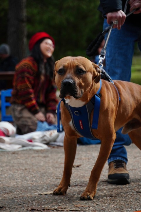 a brown dog wearing a blue harness on a leash