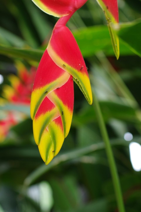 a close up of a red and yellow flower