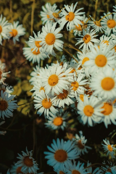 a bunch of white and yellow flowers in a field