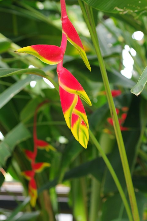 a red and yellow bird of paradise plant 2HiClG8Nk