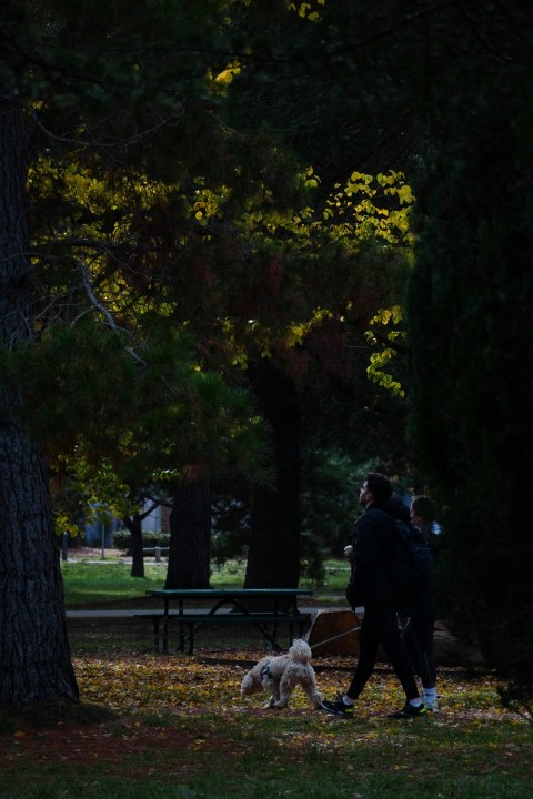 a person walking a dog in a park