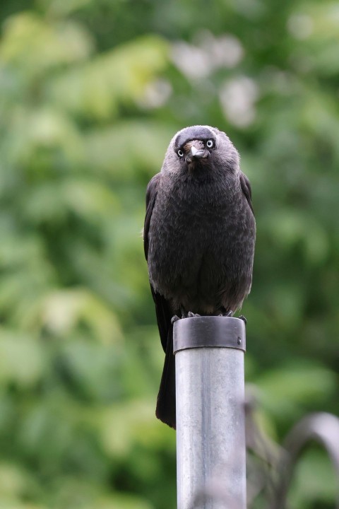 a black bird sitting on top of a metal pole