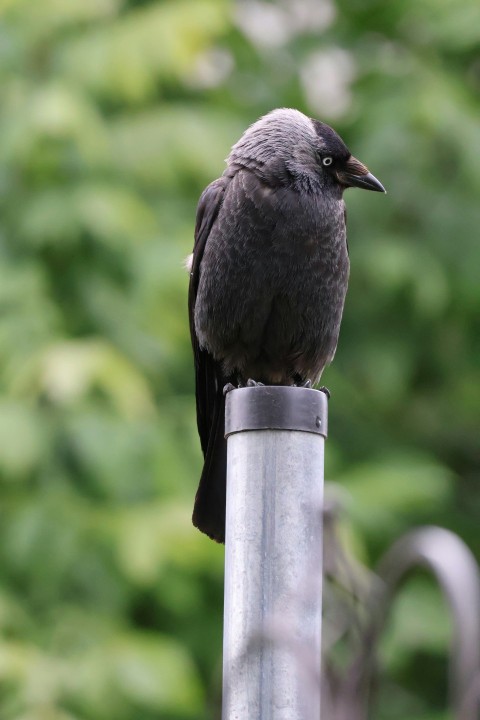 a black bird sitting on top of a metal pole