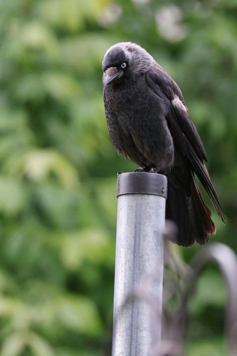 a black bird sitting on top of a metal pole