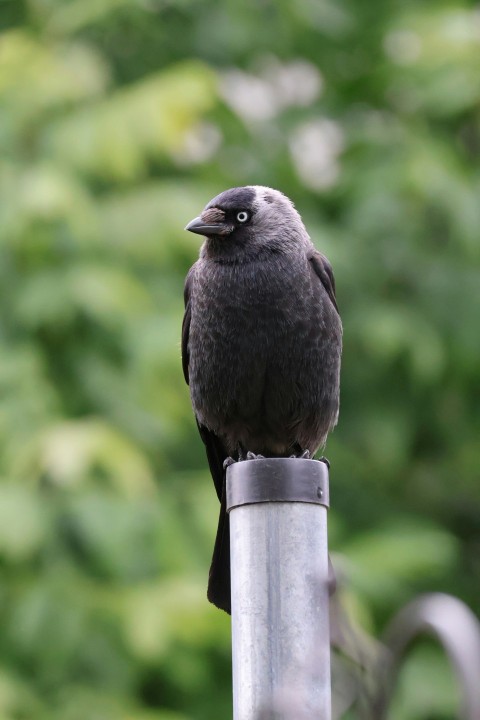 a black bird sitting on top of a metal pole g9HVIg