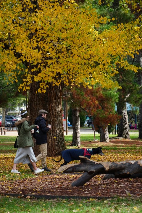 a man and a woman walking their dogs in a park