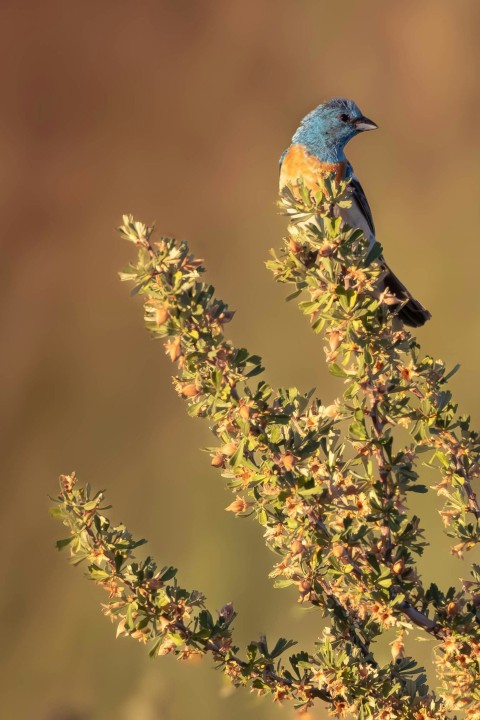 a blue bird sitting on top of a tree branch