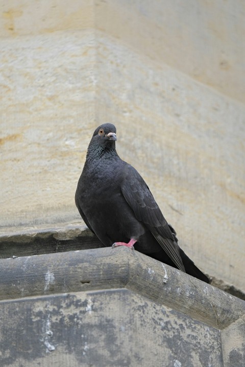 a black bird sitting on top of a cement structure