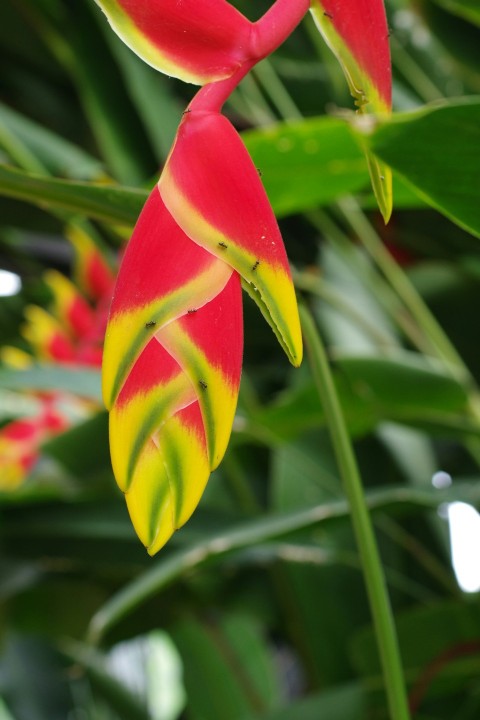 a red and yellow flower with green leaves