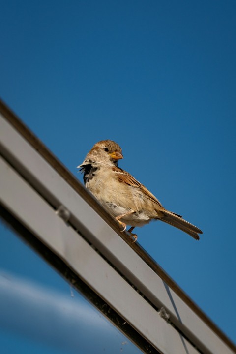 a small bird sitting on top of a window sill