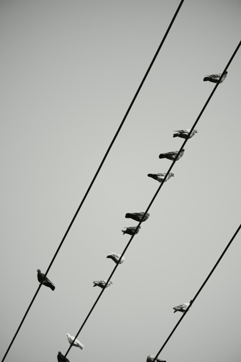 a flock of birds sitting on top of power lines 2J3M