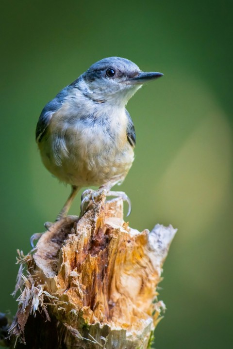 a small bird sitting on top of a piece of wood